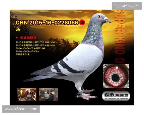 AG国际官网平台的优势分析，如何选择最适合自己的在线博彩平台方案